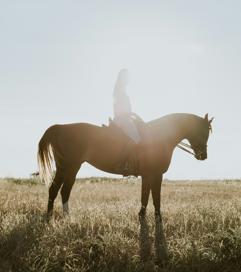 Roseworthy Lifestyle Horse